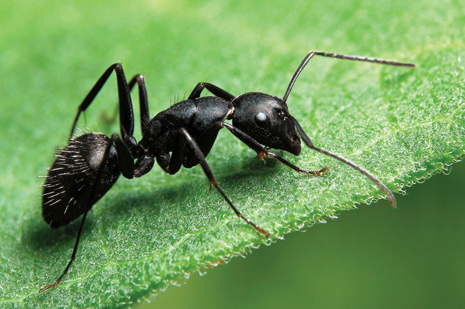 insect control service ants insect control service ants call 07766 747245