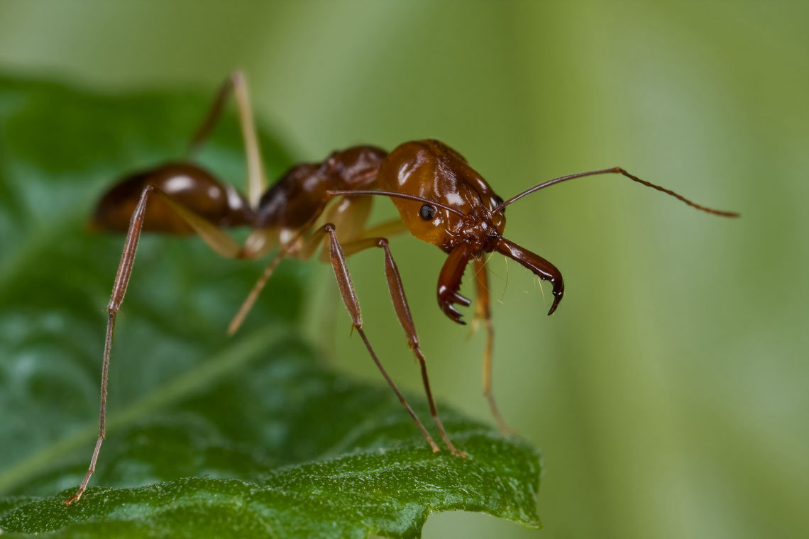 about us axholme pest control ants about us axholme pest control fast professional removal 07766 747245