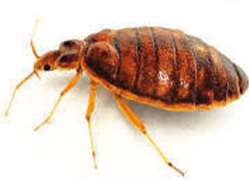 axholme-bedbugs492x355 axholme pest control library bedbugs remove now 07766 747245
