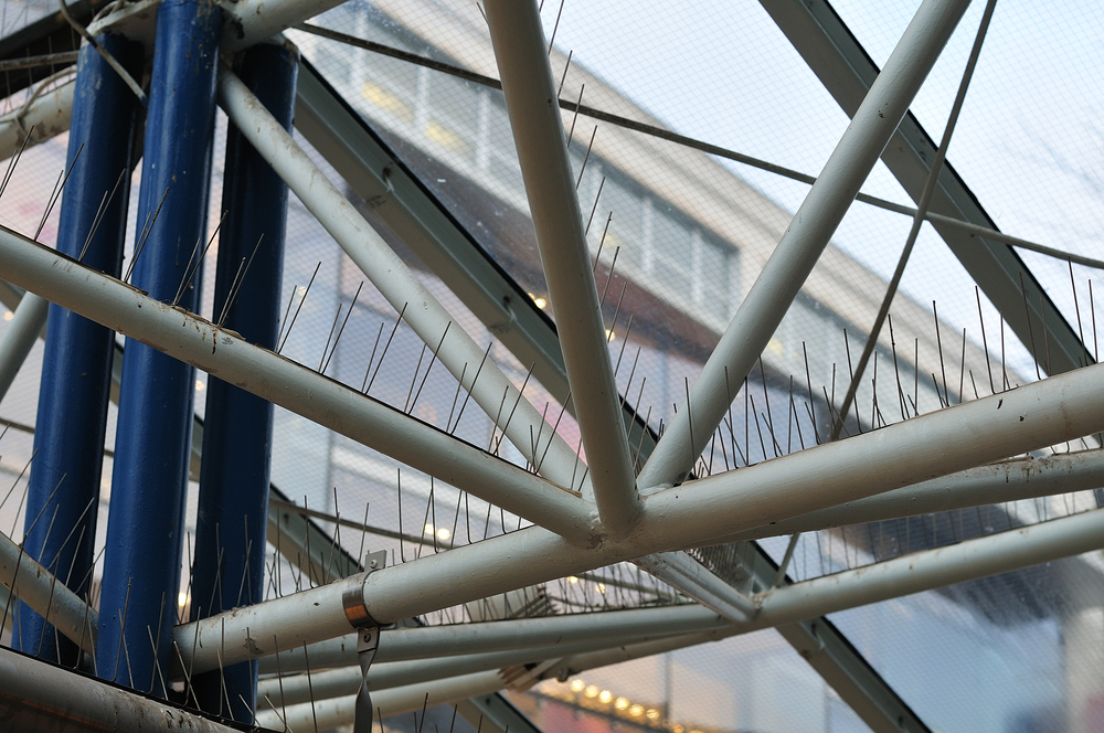 bird control spikes at metal framage Bird Control