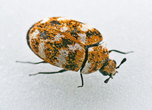 axholme-carpet-beetles-492×355 axholme pest control library carpet beetle remove now 07766 747245
