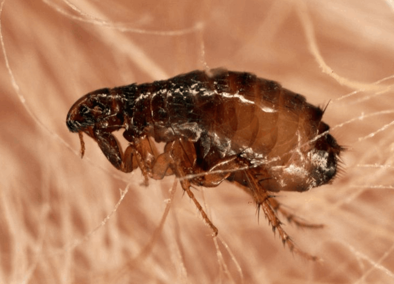 axholme-fleas-800×577 fleas removal Doncaster surrounding areas
