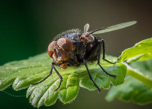 axholme-flies-492×355 axholme pest control library cluster flies remove now 07766 747245