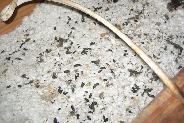 axholme-loft-clearance loft clearance and fummigation services call 07766 747245