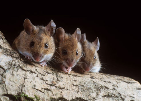 axholme-mice-492×355 axholme pest control library mice remove now 07766 747245