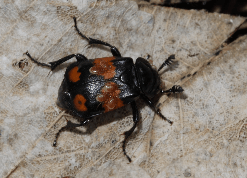 axholme-mites-800×577 mites control and removal services 07766 747245