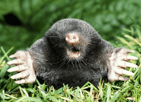 axholme-moles-492×355 axholme pest control library moles remove now 07766 747245