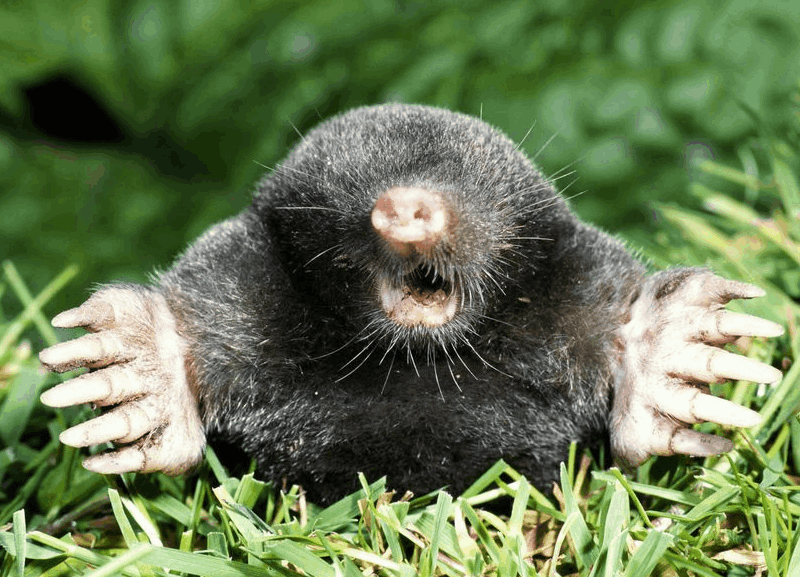 axholme-moles-800×577 garden mole removal call Axholme Pest Control On 07766 747245