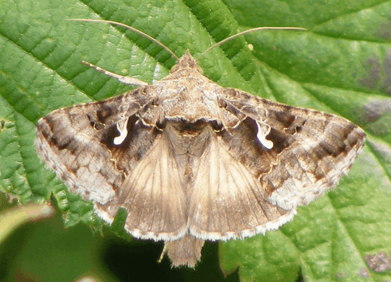 axholme-moths-800×577 moths get rid call 07766 747245