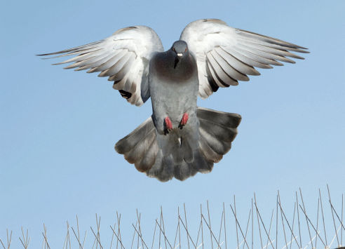 axholme-pidgeons-and-birds-492×355 axholme pest control library birds remove now 07766 747245