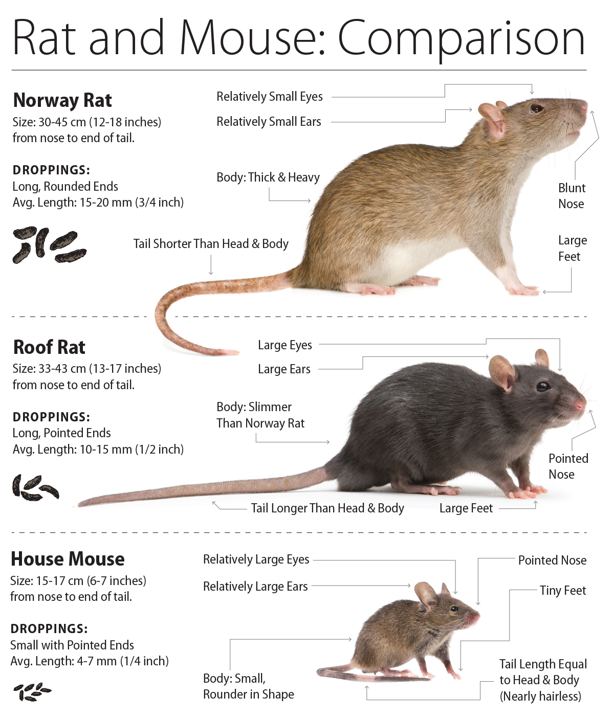 axholme-rodent-control services Rat and Mouse Comparison