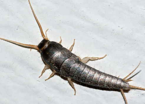 axholme-silverfish-492×355 axholme pest control library silverfish remove now 07766 747245