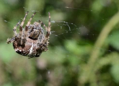 axholme-spiders-492×355 axholme pest control library spiders remove now 07766 747245