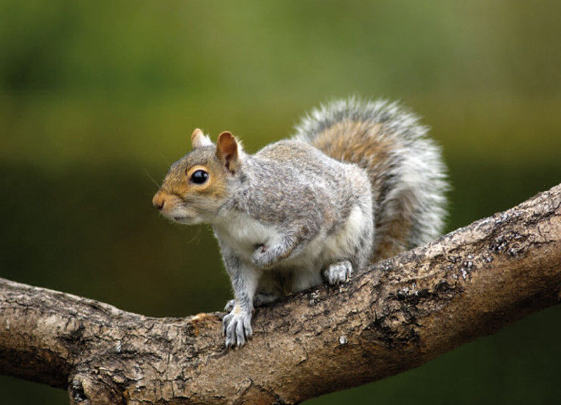 axholme-squirrels-800×577 Squirrel on a branch