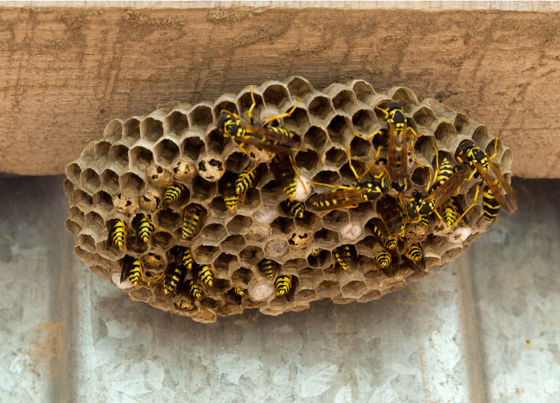 axholme-wasps-800×577 Wasp Nest