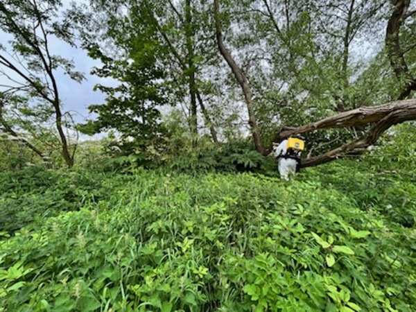 axholme-weed-servicesnew2600 weeds picture