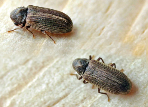 axholme-woodworm492x355 axholme pest control library woodworm remove now 07766 747245
