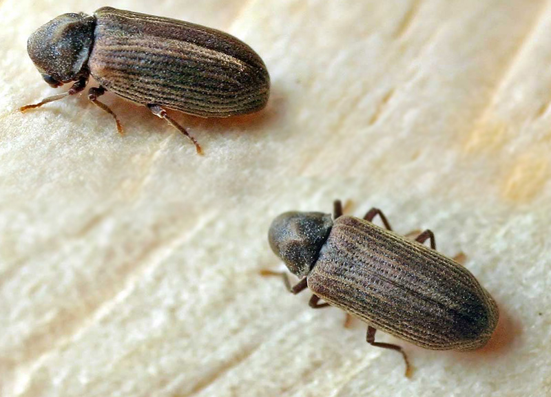 axholme-woodworms800x577 Wood worm resized