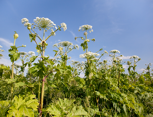 hogweed_small Weed Control Services