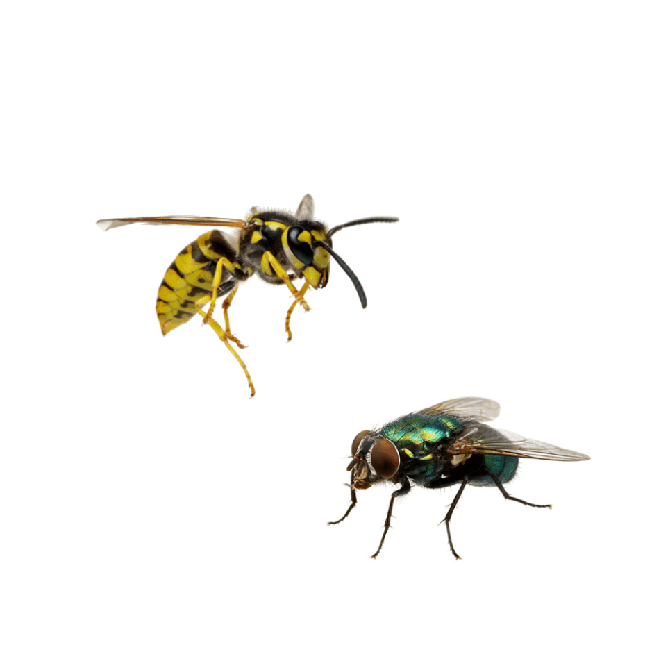 insects-Axholme pest control services Axholme pest control services