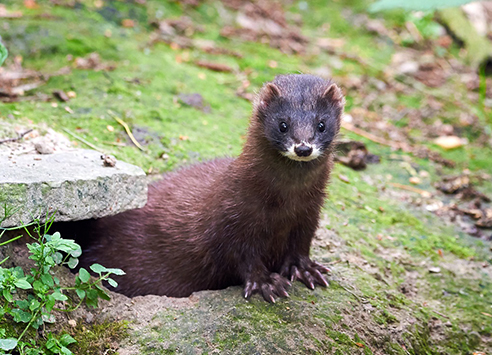 mink-492×355 axholme pest control library mink remove now 07766 747245