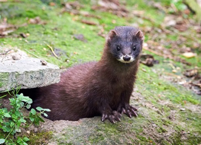 mink-800×577 mink removal by Axholme Pest Removal call 07766 747245