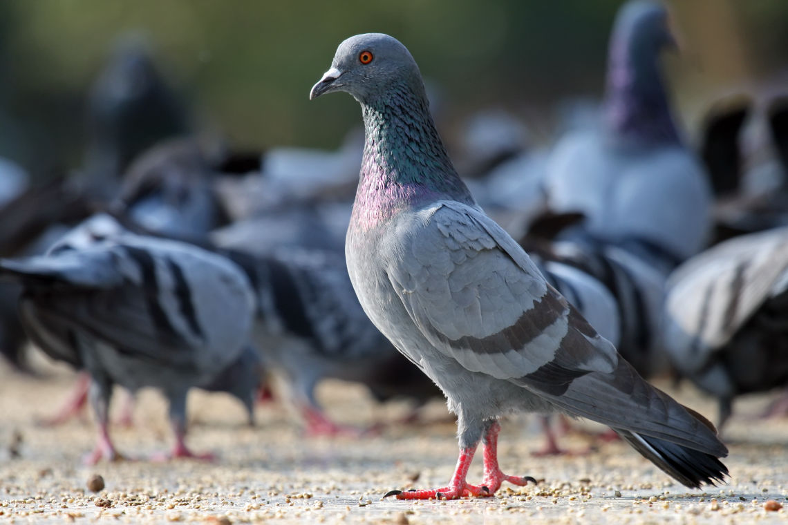 pigeon-1140×760 bird control