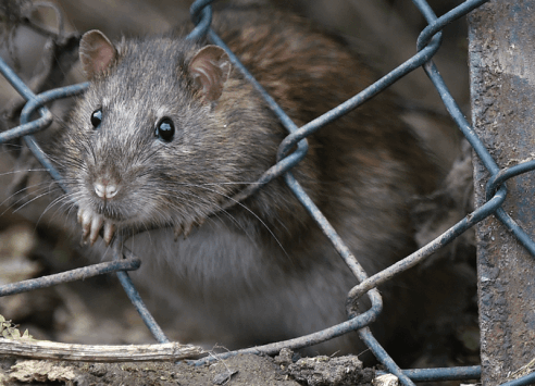 rats-492×355 axholme pest control library rats remove now 07766 747245