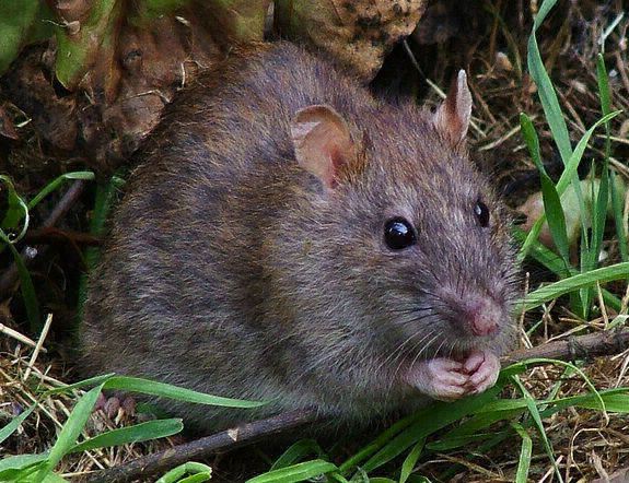 rodent-1-575×442 Rodent Control