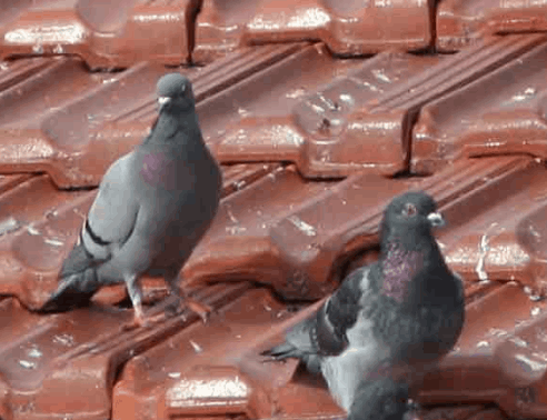 services-birds-492×378 Bird Control Services