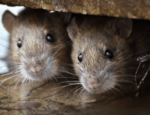services-rodents-492×378 Rodents Services