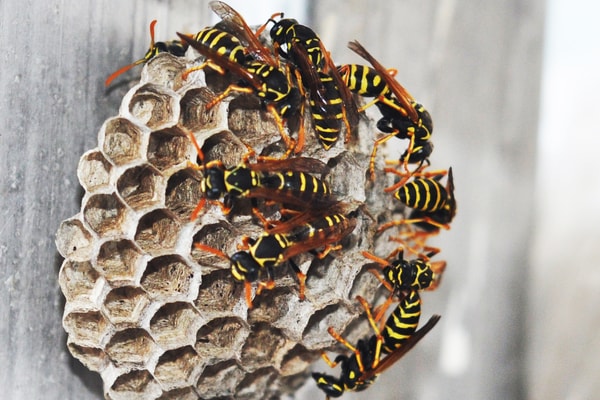wasps-insect-control insect control service wasps call 07766 747245